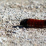 WOOLY BEAR