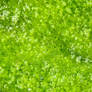 Green Algae