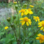 Yellow Wildflowers