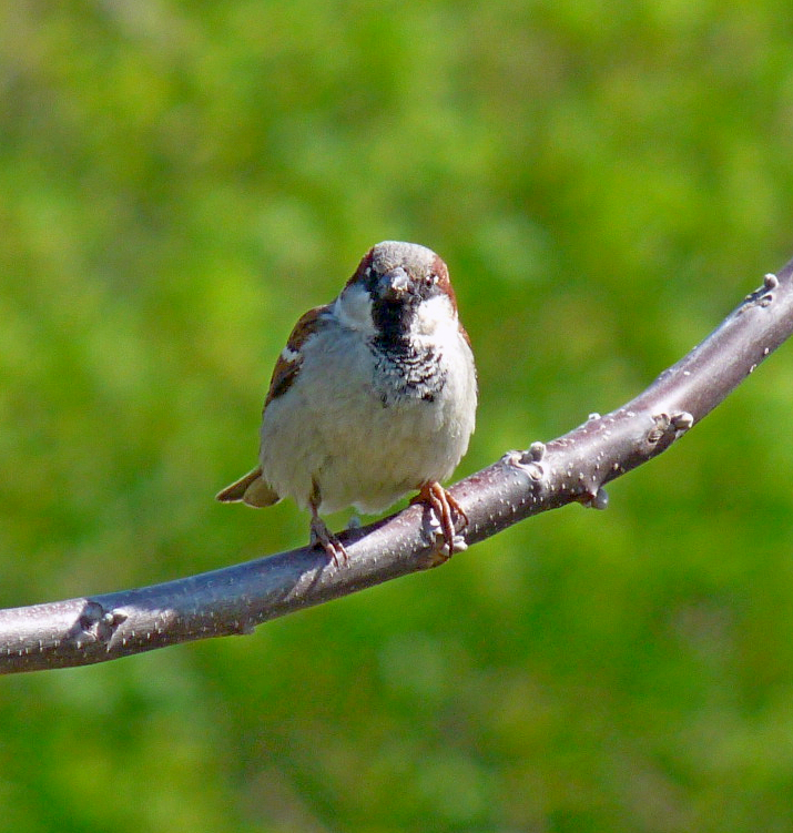 House Sparrow