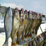 Walleye fishing