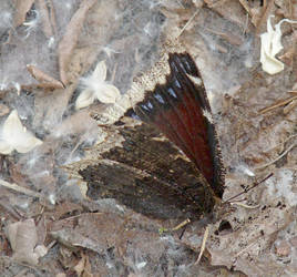 Brown butterfly