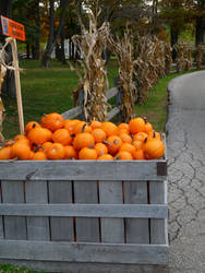 Bin of Pumpkins