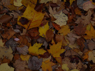 autumn leaves