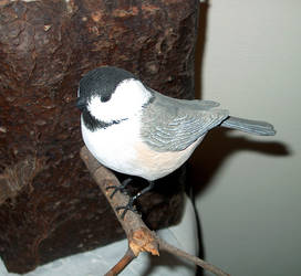 Chickadee