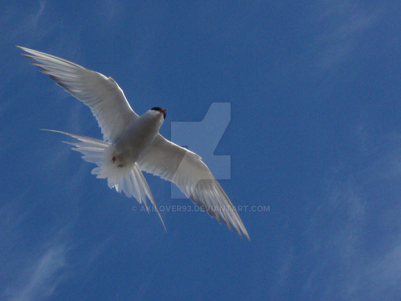To fly