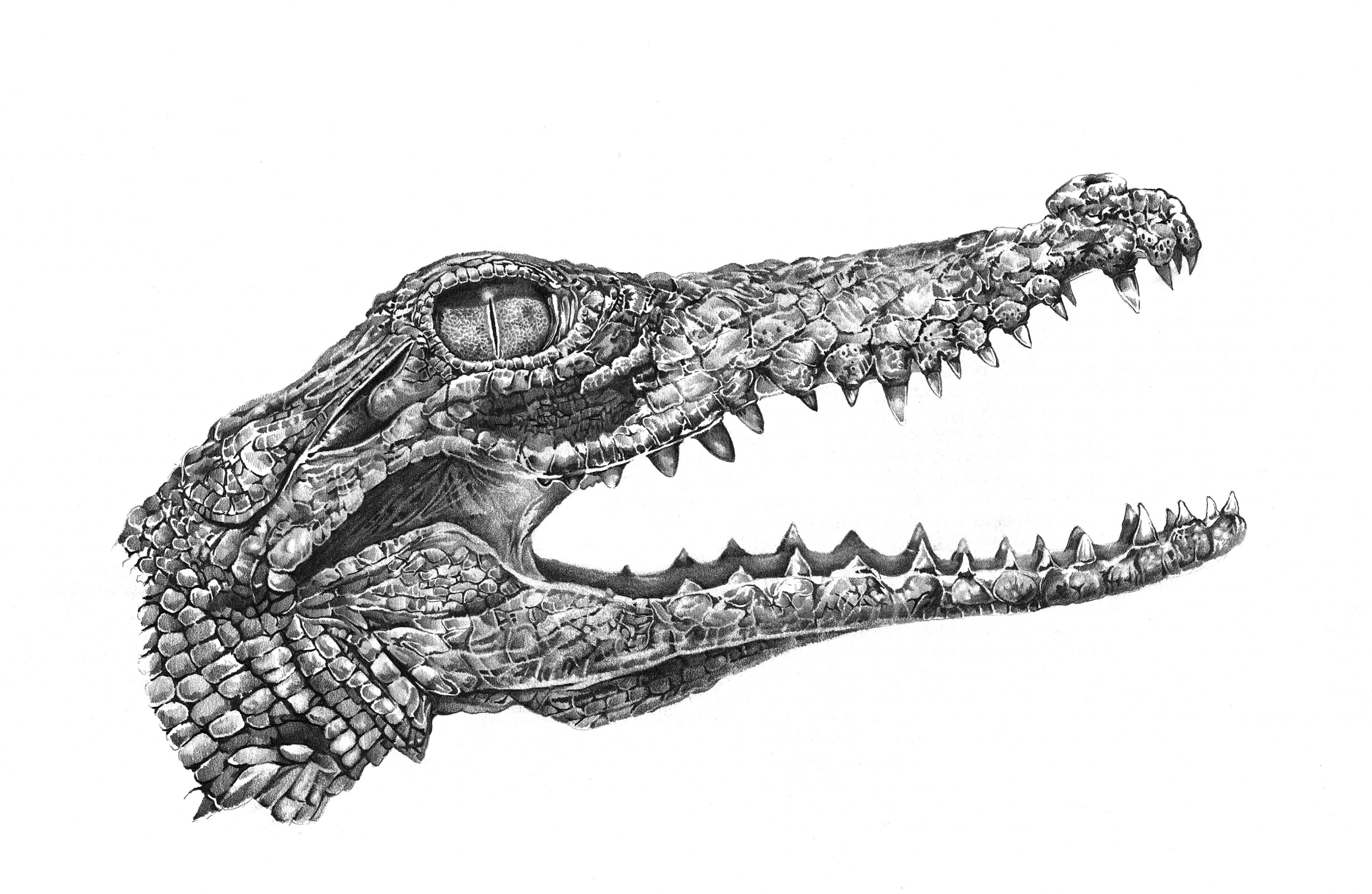 Crocodile