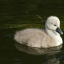 baby swan 01