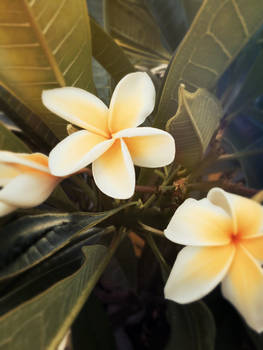 Plumeria ~Photography~