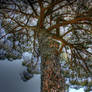 HDR Tree