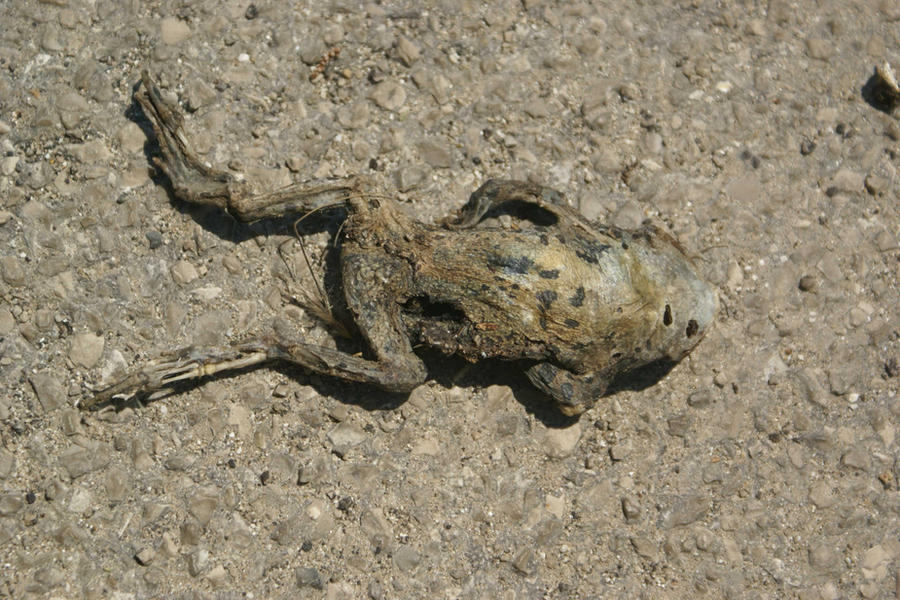 DEAD FROG