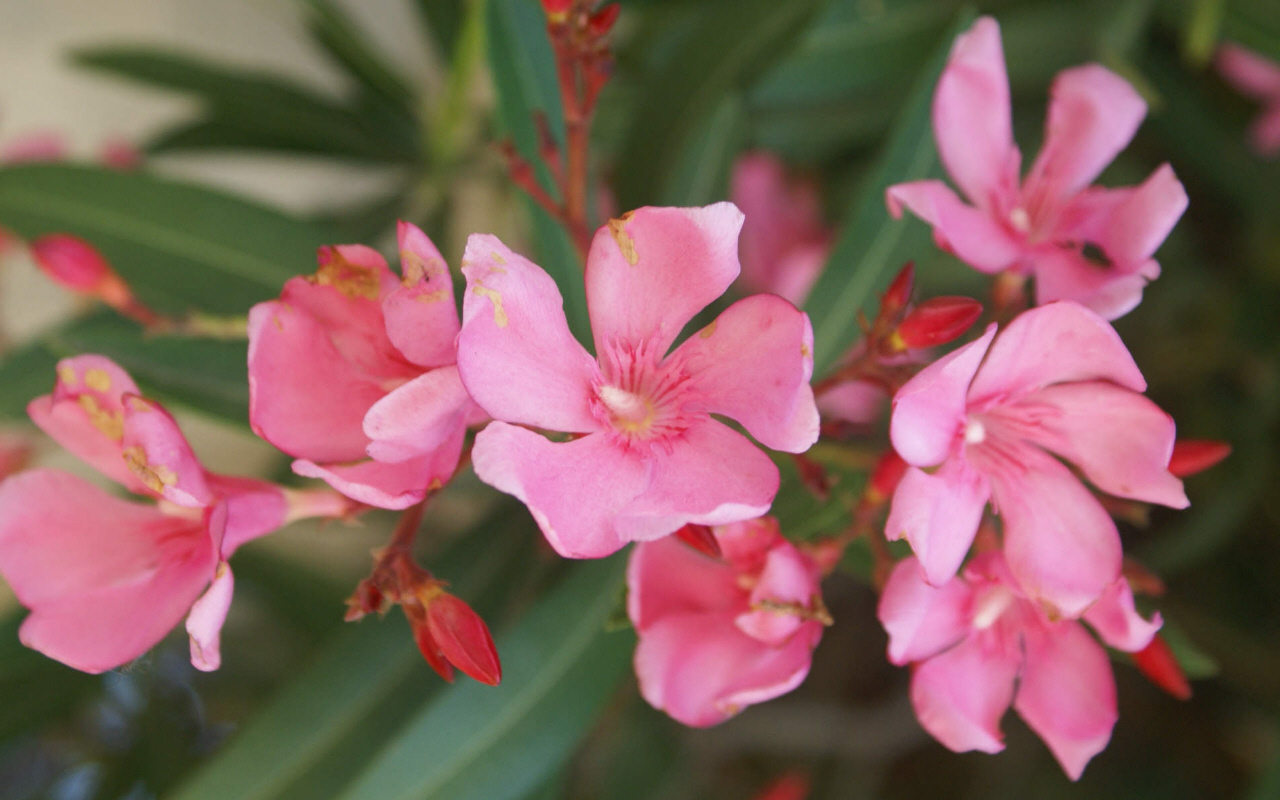 PINK FLOWERS II