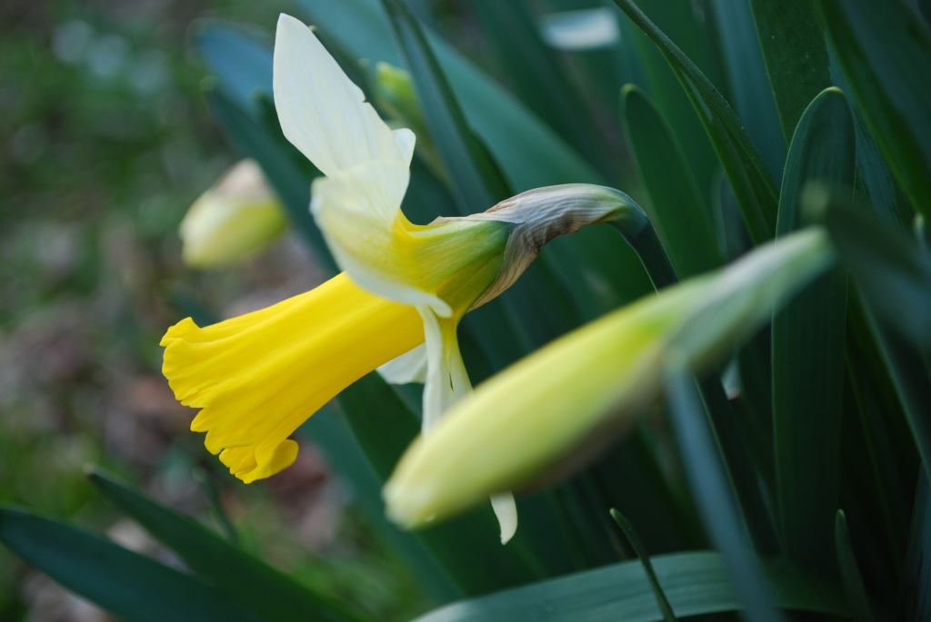 Yellow trumpet