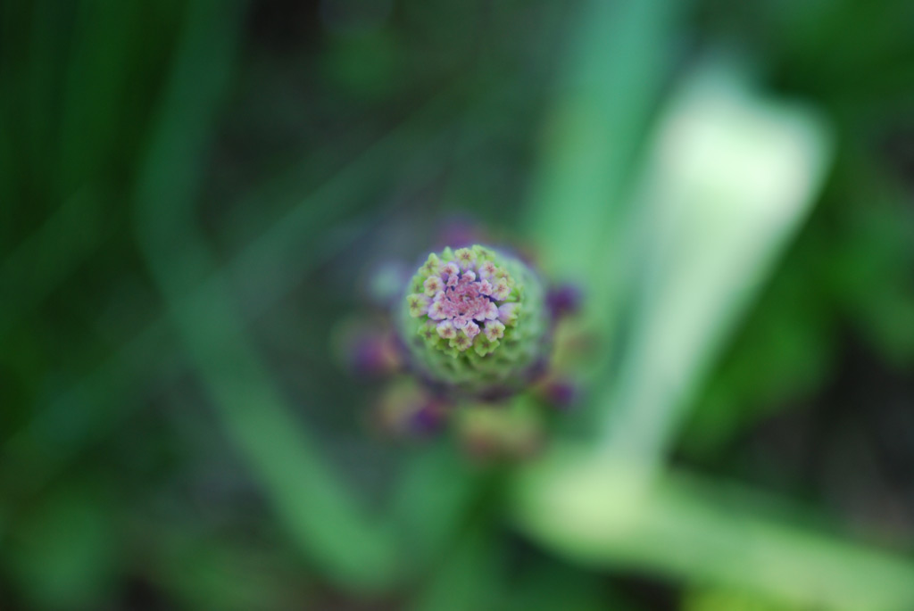 Purple blossom