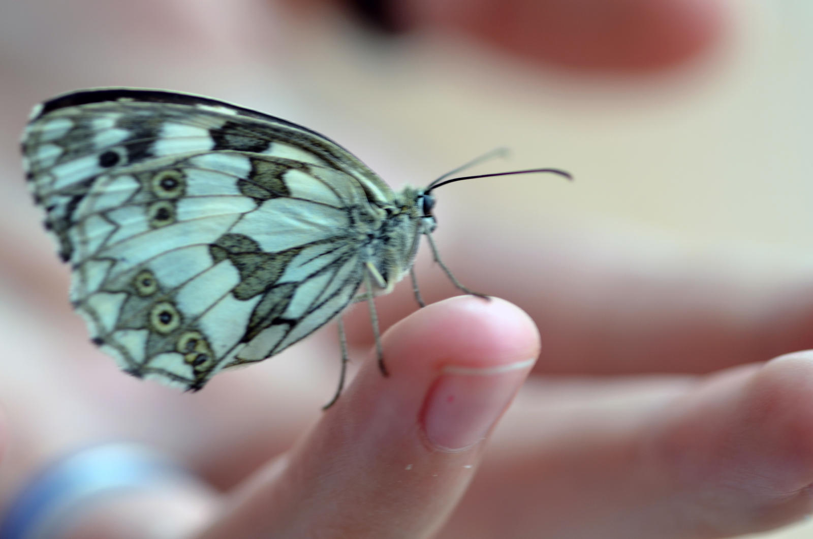 Handsome Butterfly