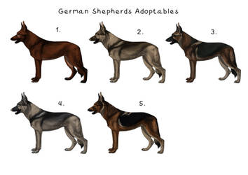 CLOSED - Adoptables German Shepherds