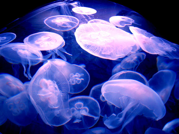 jellyfish