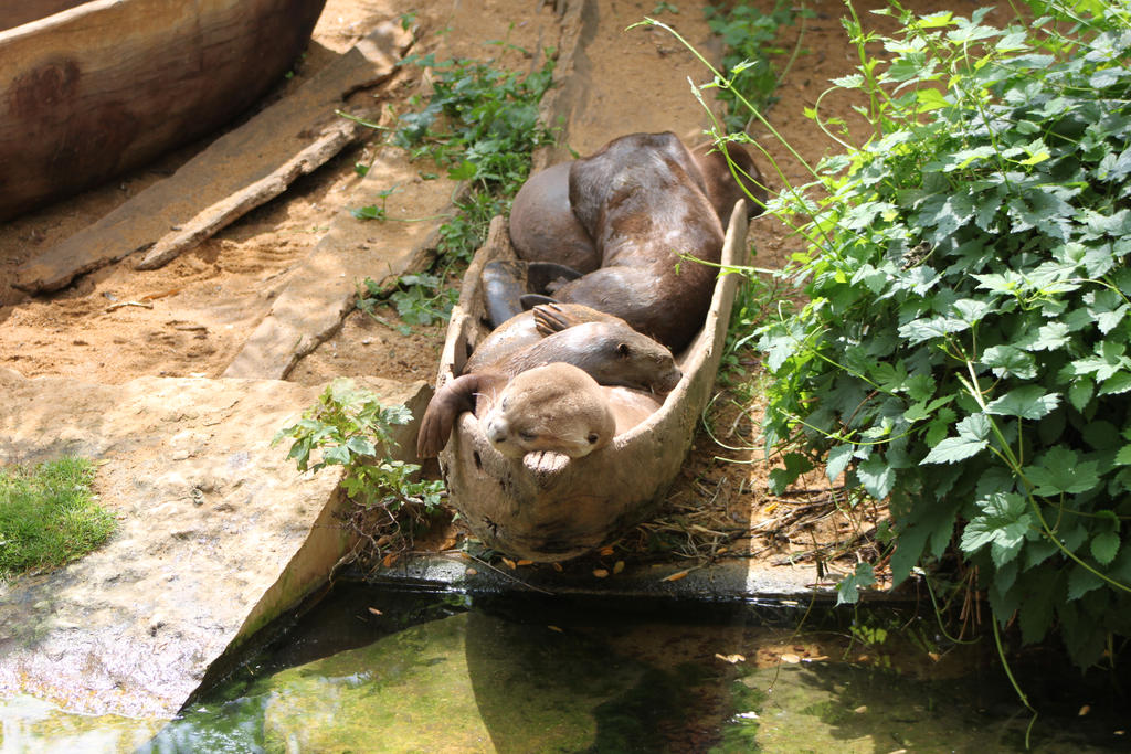 Giant Otter group