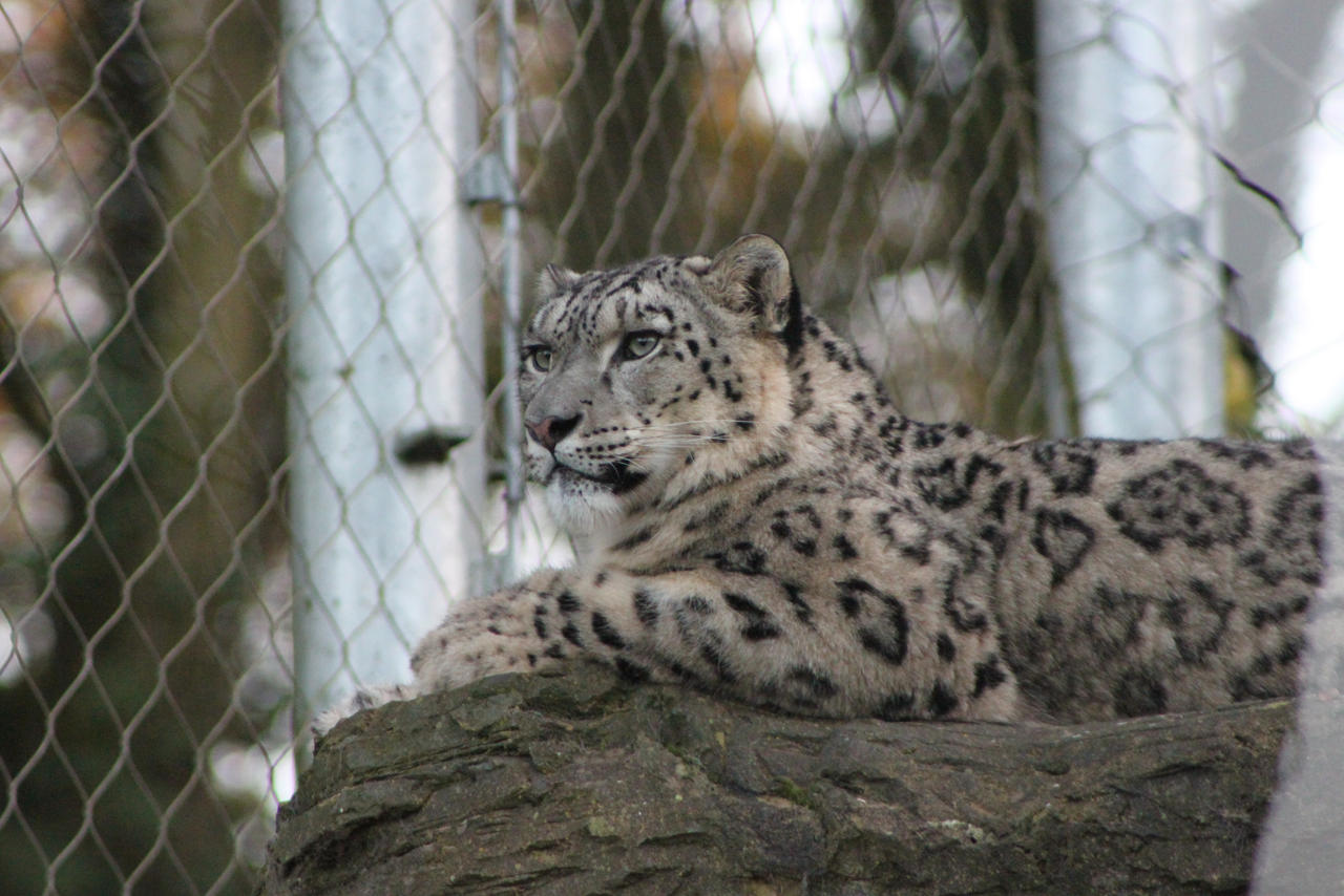 Snow Leopard male