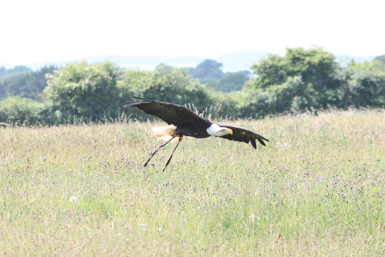 Cheyenne - in flight