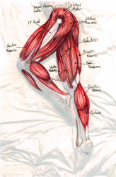 Leg Muscle Study 02