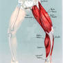Leg Muscle Study 03