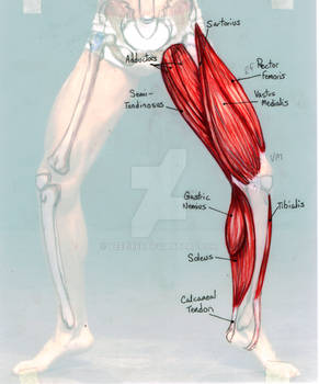 Leg Muscle Study 03