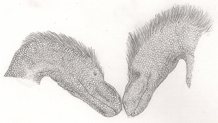 Raptor pair by Anna0909 on DeviantArt