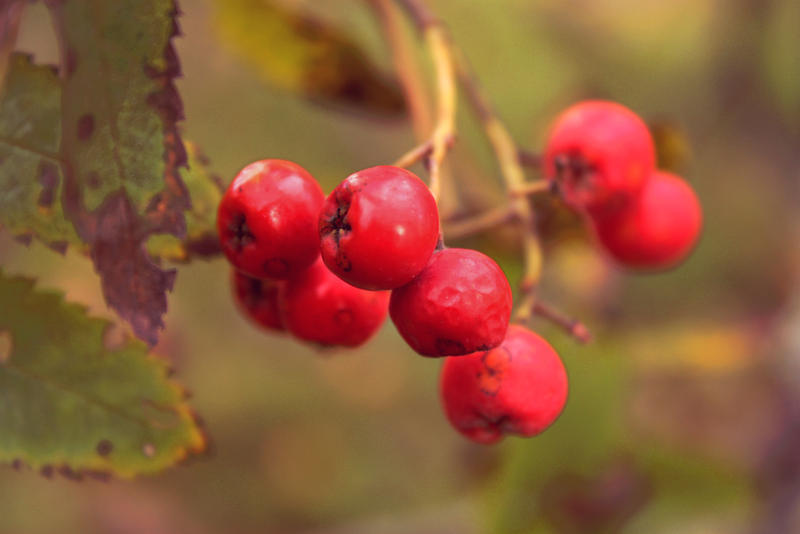 generic red berry