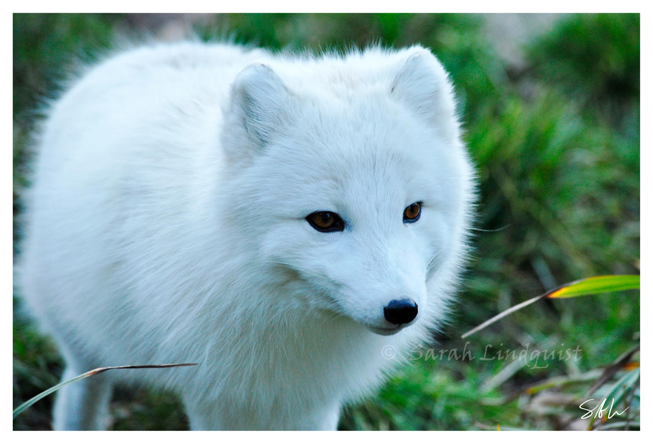 Arctic Fox