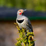 Red-Shafted Flicker