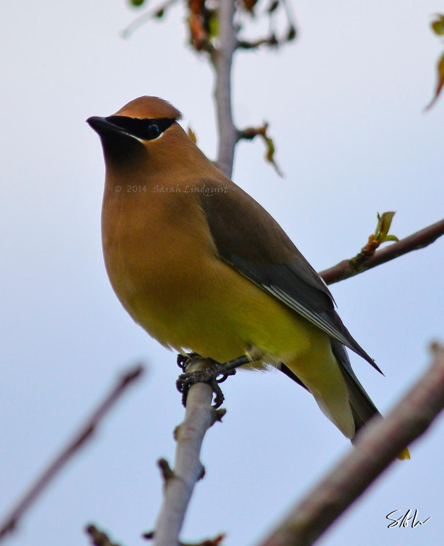 Cedar Waxwing