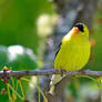 Male Goldfinch