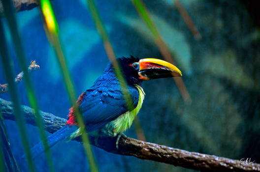 After the Rain - Green Aracari Toucan