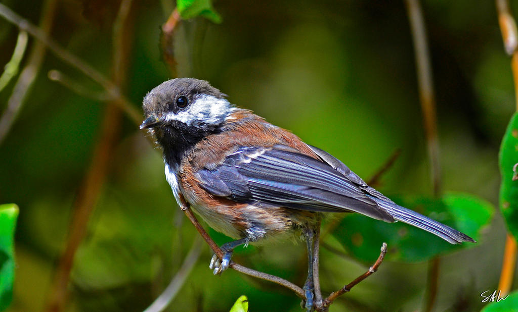 Young One - Chestnut-backed Chickadee