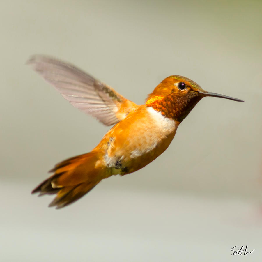 Male Rufous Hummingbird