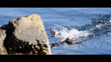 Water Skipping