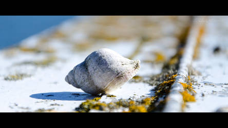 Seashell, Seashore