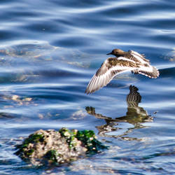 Turnstone