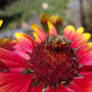 Red flower with a bee