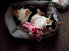 my cat