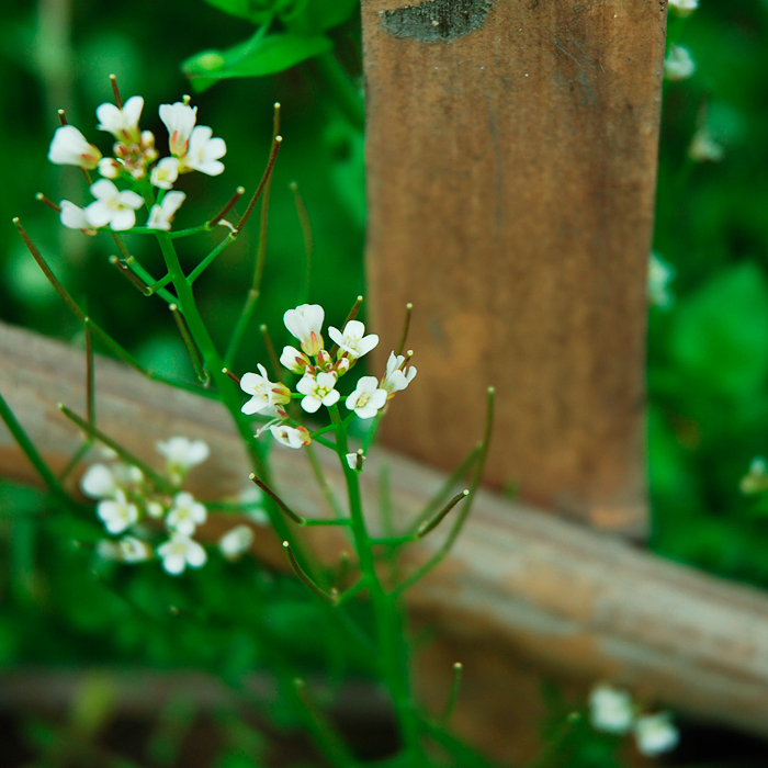 flowers5