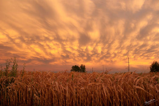 orange sunset