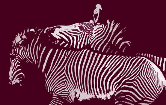 Zebra Love