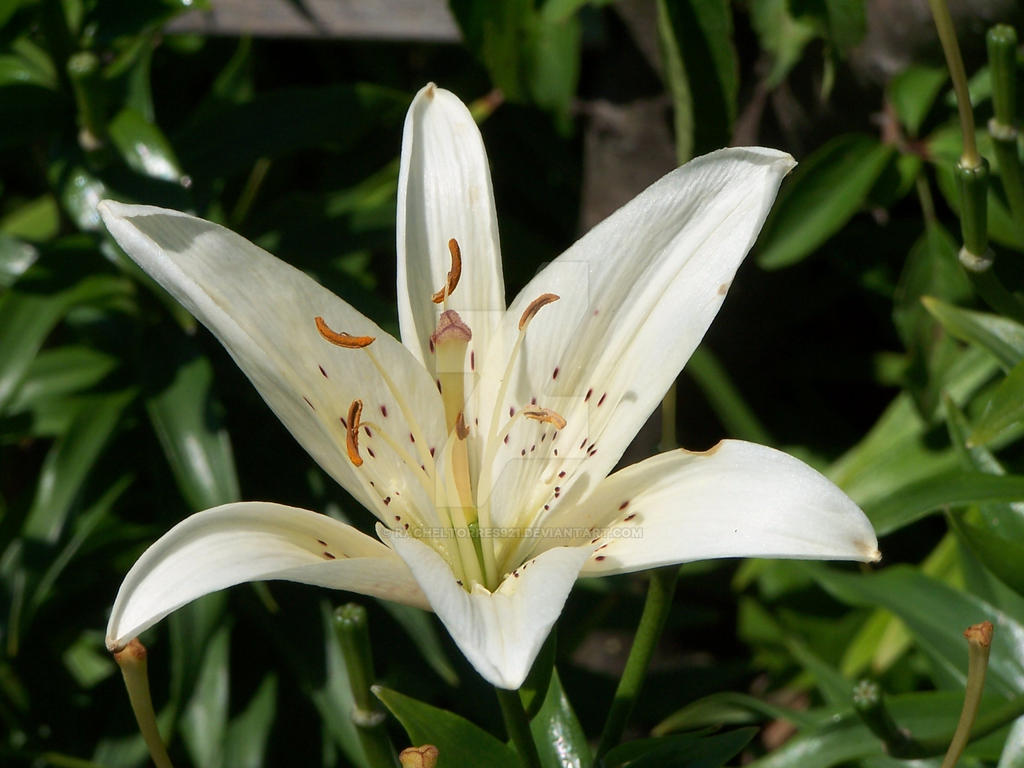 White Asiatic Lily 4