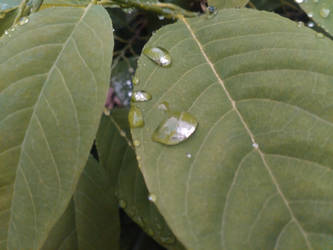 After the rain Leafy