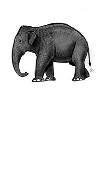 Asian elephant