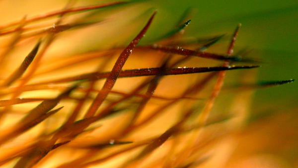 Spiky deviance WP 1920x1080