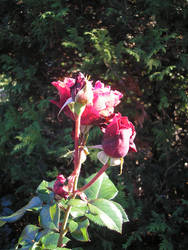 Portland Rose Garden 2