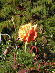 Portland Rose Garden 3